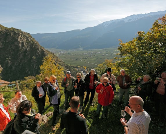 Guided tours in the estate and Wine Tasting