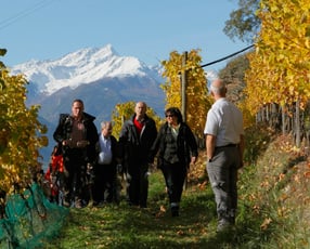Guided tours in the estate and Wine Tasting