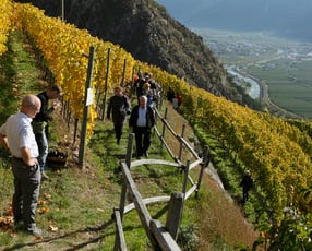 Guided tours in the estate and Wine Tasting