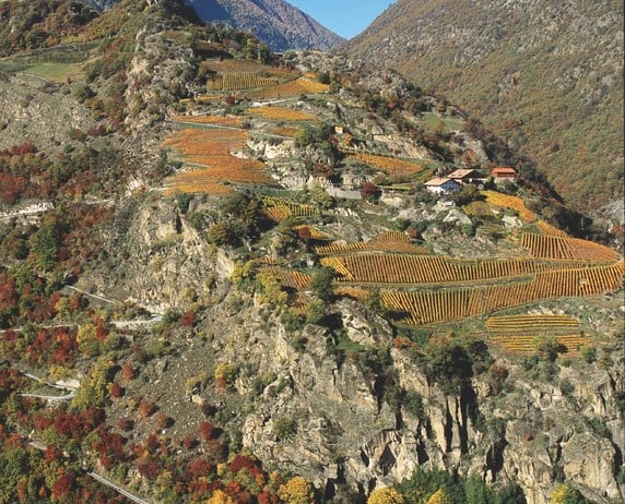 Azienda Agricola e Distilleria