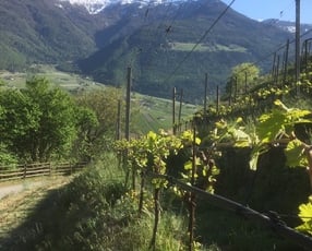 Weingut und Hofbrennerei