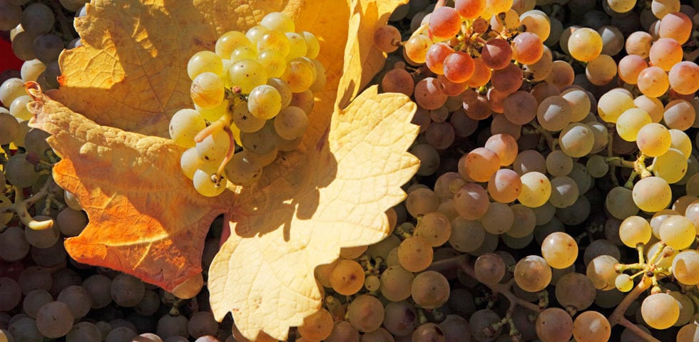 Trauben mit Weinblatt