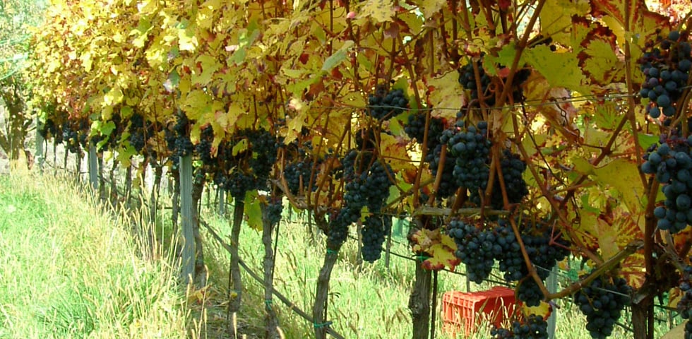 W-10-Zweigelt-im-Herbst